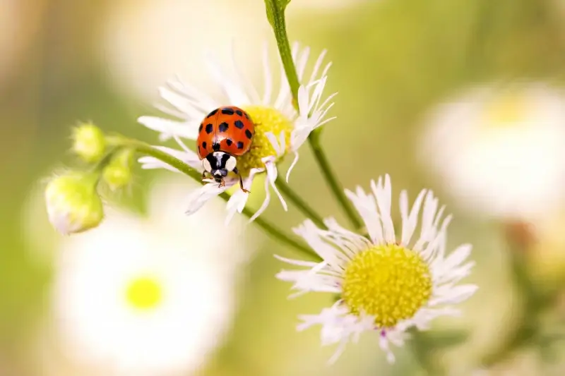 nature backdrop elegant ladybug perching flowers closeup