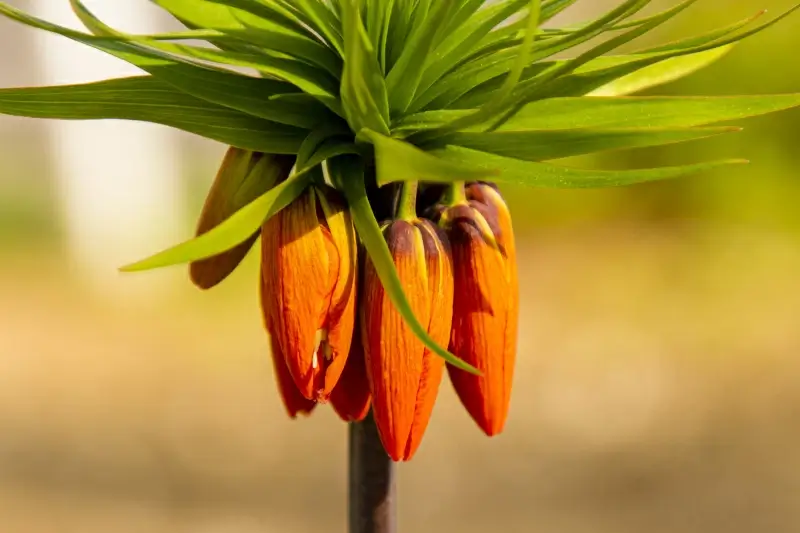 nature backdrop flower buds bunch closeup 