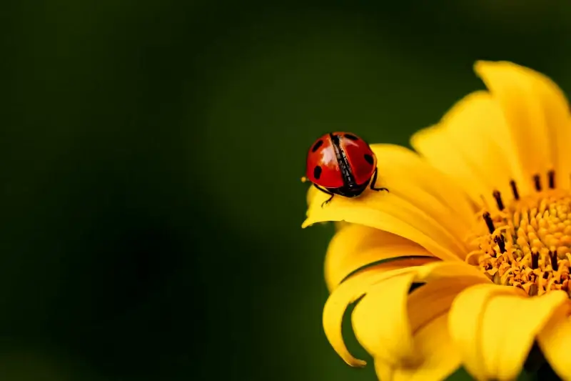 nature backdrop ladybug perching petal