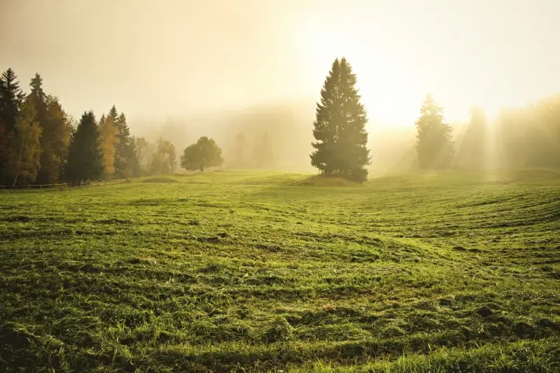 nature backdrop peaceful empty grass field 