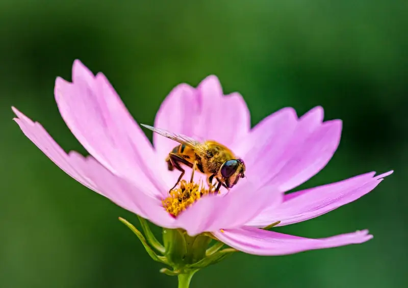 nature backdrop picture bee perching flora closeup 