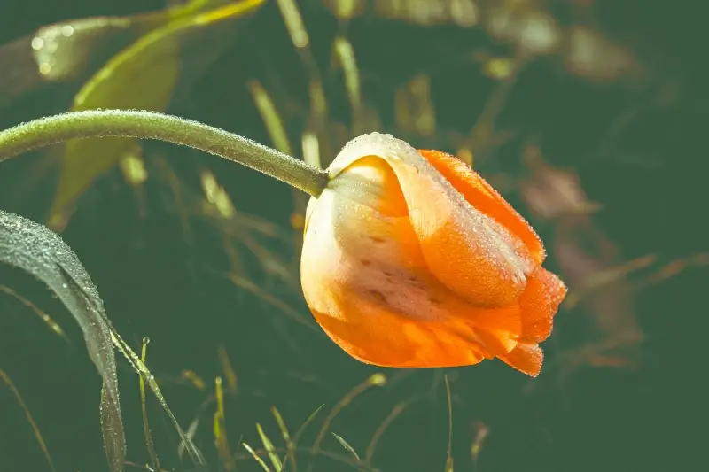 nature backdrop picture blooming tulip  
