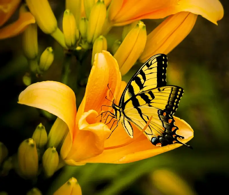 nature backdrop picture butterfly perching flowers scene 