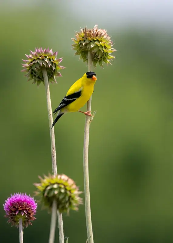 nature backdrop picture elegant perching goldfinches flowers closeup 
