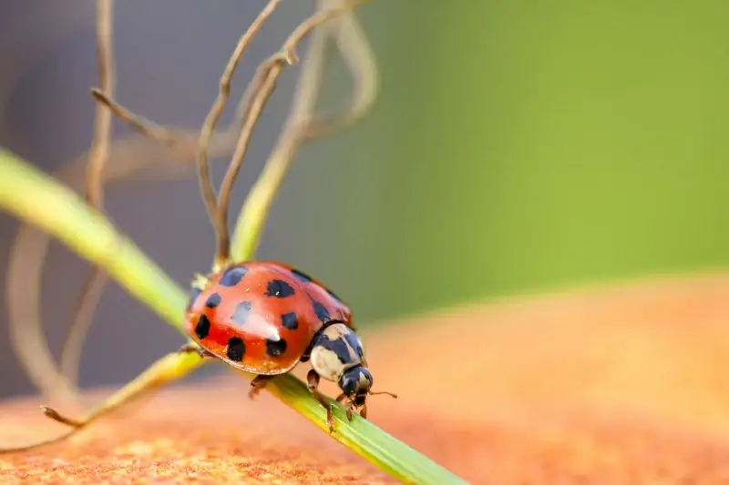 nature backdrop picture ladybug branch crawling closeup 