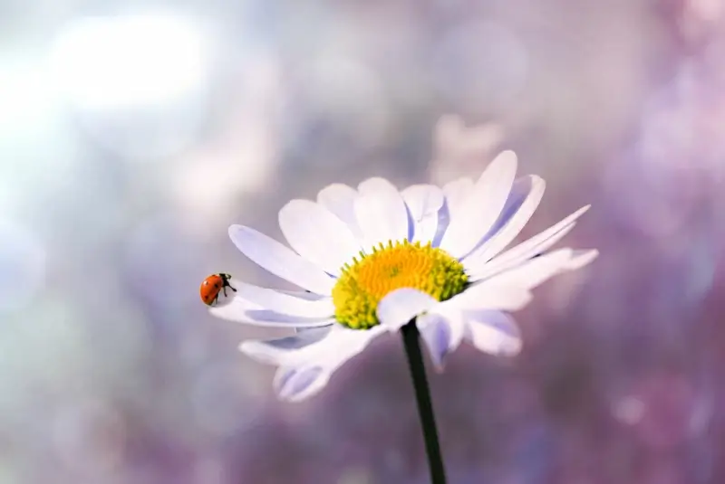 nature backdrop picture ladybug petal closeup