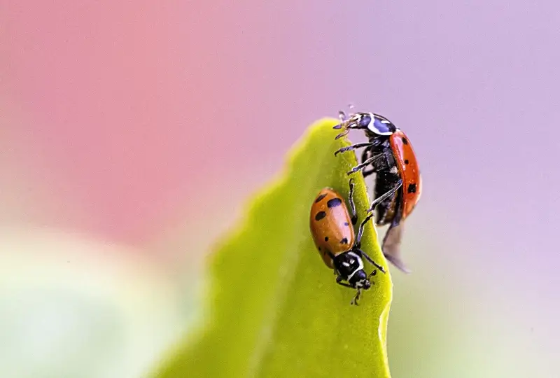 nature backdrop picture ladybugs leaf closeup