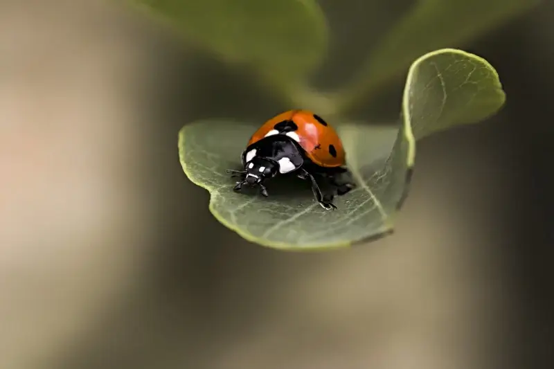 nature elements backdrop ladybug leaf closeup