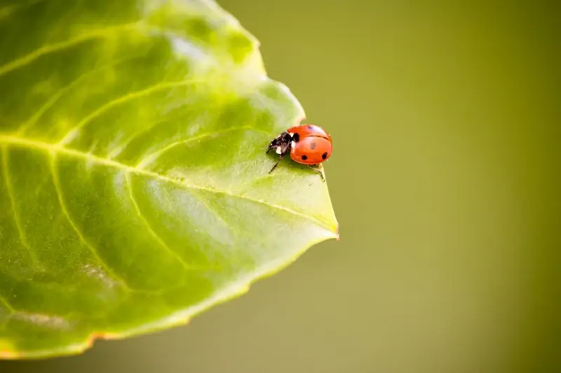 nature elements backdrop ladybug leaf closeup