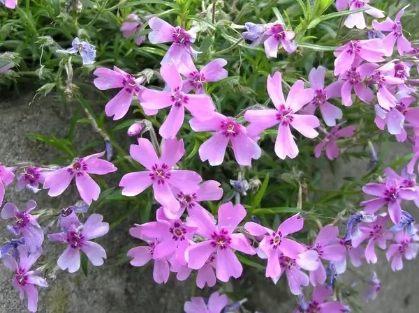 nature garden plant flowered