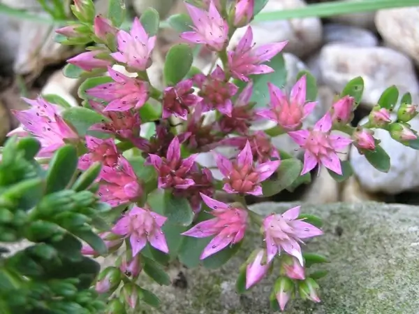 nature garden plant pepper plant