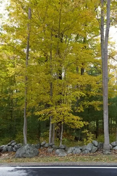 nature landscape foliage autumn fall trees leaves