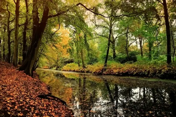 nature leaf deciduous forest