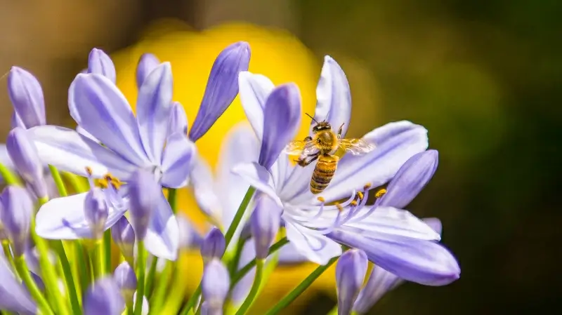 nature picture backdrop closeup bees perching blooming floras