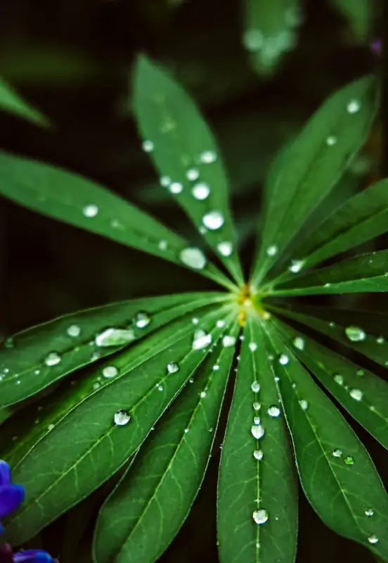 nature picture backdrop contrast closeup wet leaf 