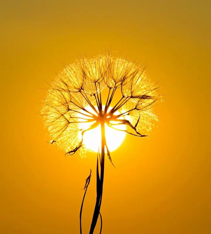 nature picture backdrop dandelion twilight sun closeup 