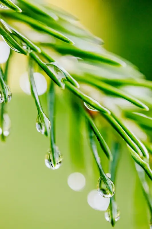 nature picture blurred closeup waterdrops wet leaves 