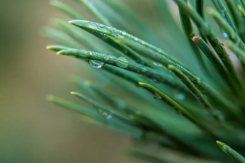 nature picture closeup blurred wet plant