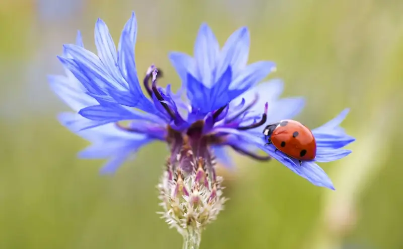 nature picture closeup cornflower ladybug