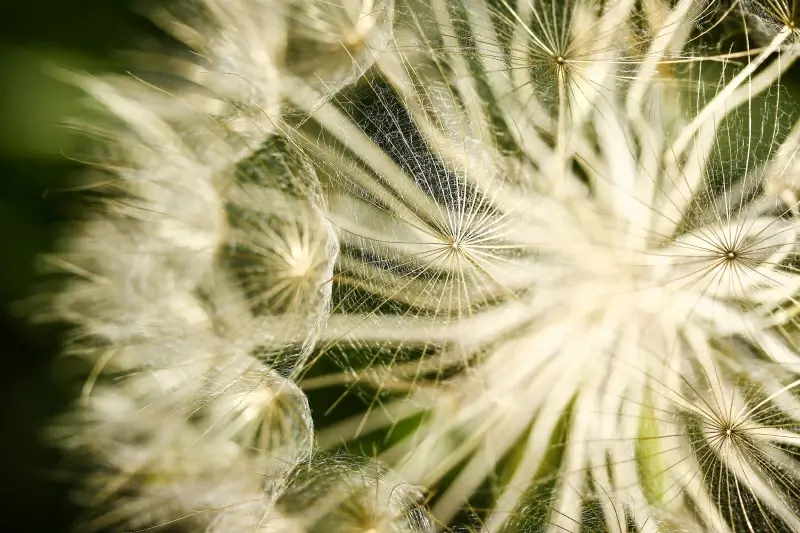 nature picture closeup dandelion flower
