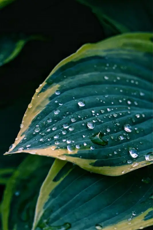 nature picture closeup wet leaves contrast