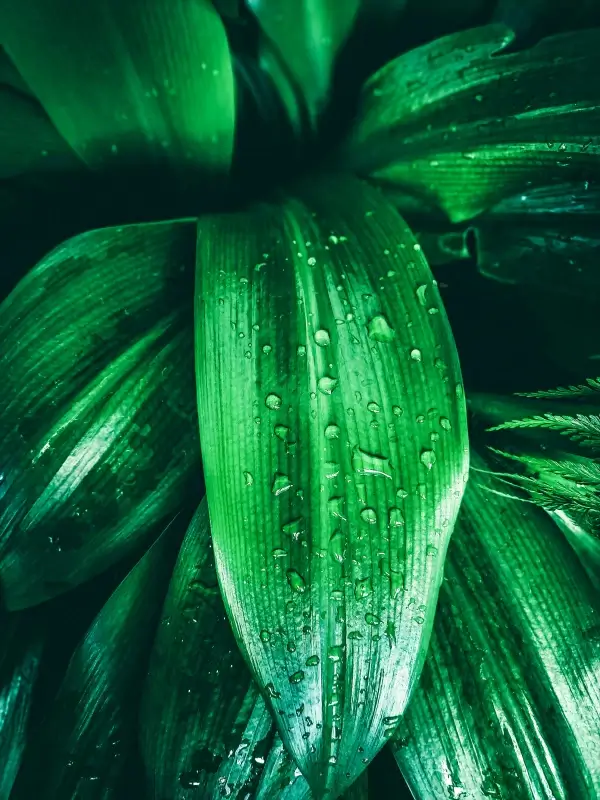 nature picture contrast closeup wet leaves 