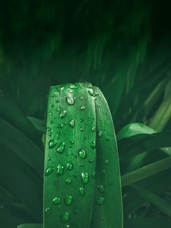 nature picture contrast wet leaves