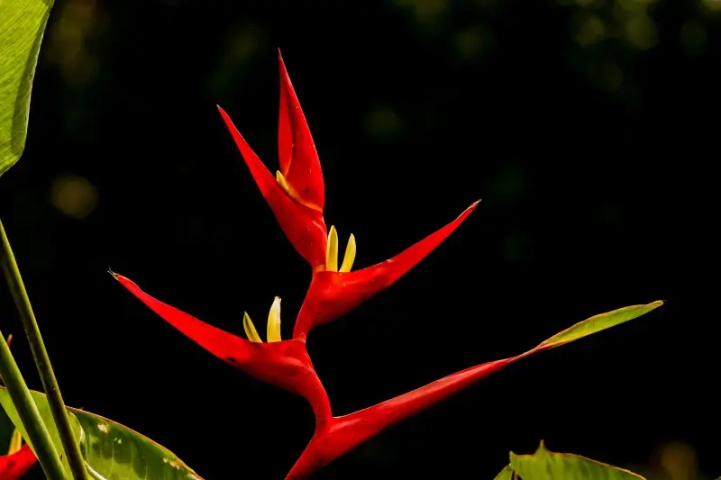 nature picture dark contrast blooming bird of paradise flower 