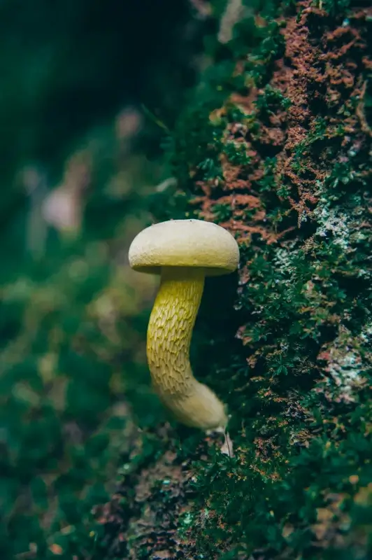 nature picture elegant closeup fungi moss