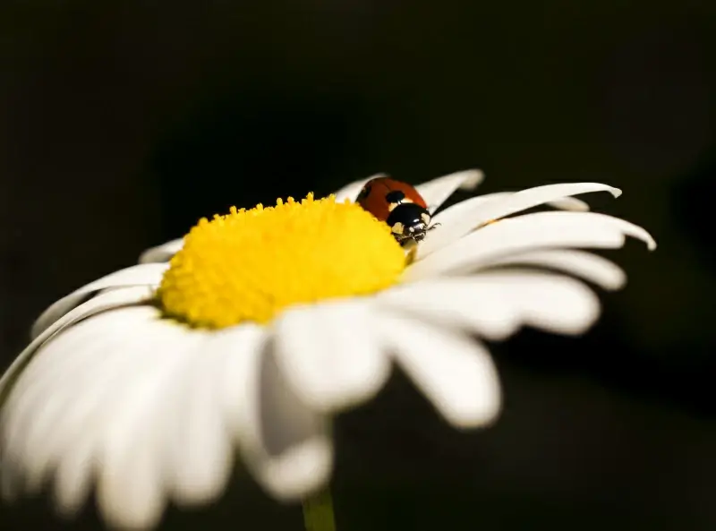 nature picture elegant contrast ladybug petal closeup