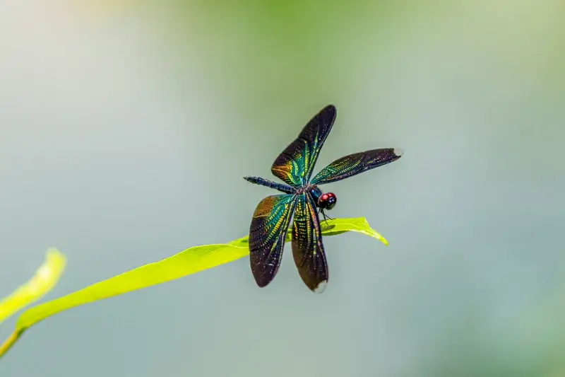 nature picture elegant dragonfly perching leaf closeup 