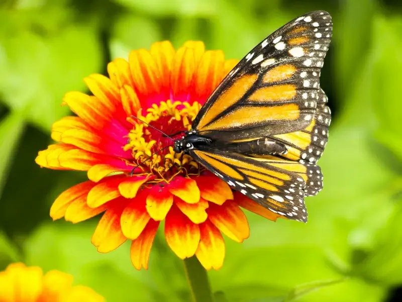 nature picture monarch flowers butterfly closeup 