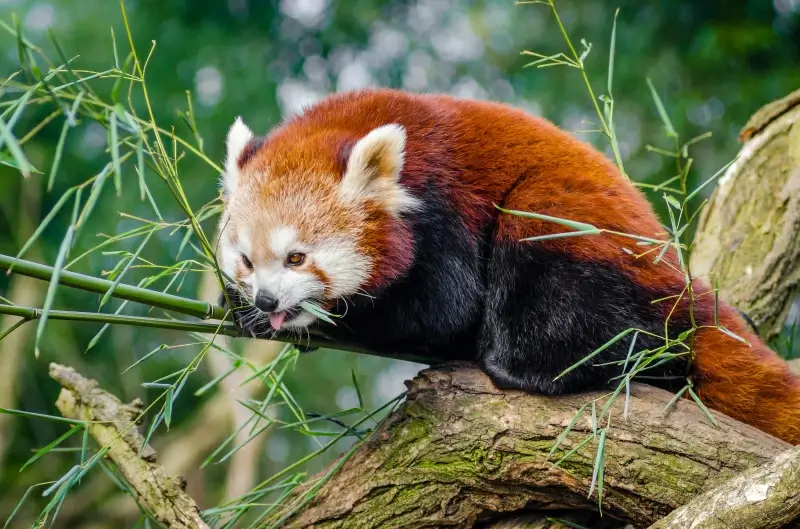 nature picture red panda eating bamboo
