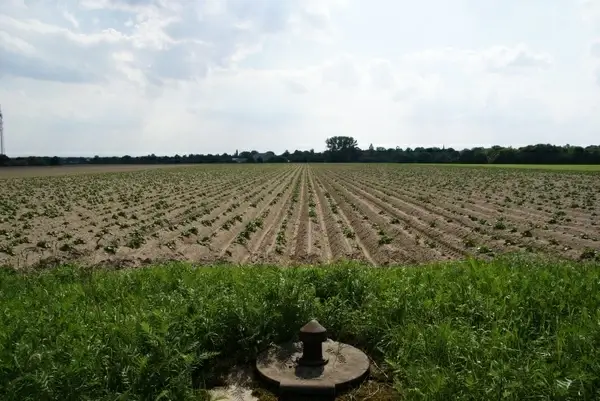 nature regional tree