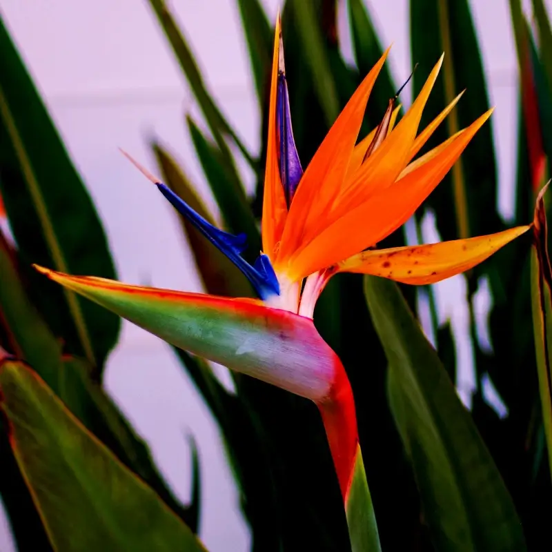 nature scene picture bird of paradise flower closeup