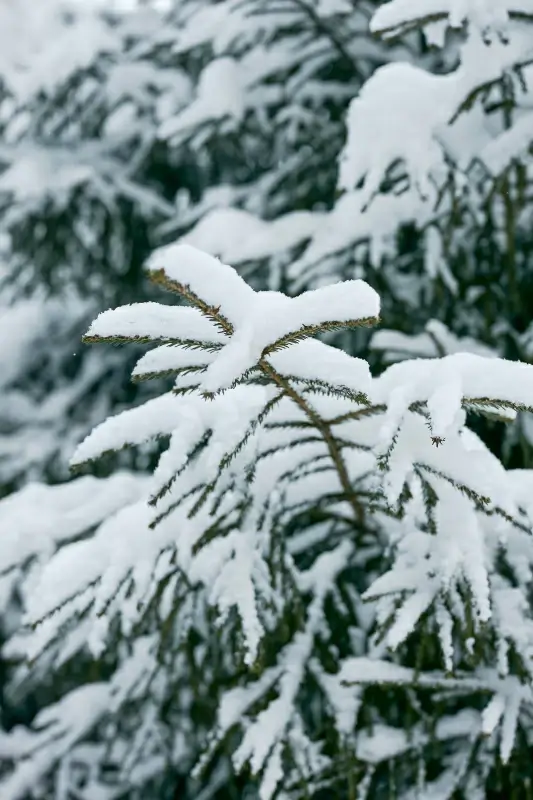 nature scene picture closeup frozen tree