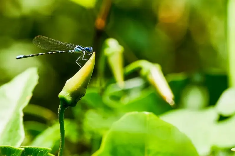 nature scene picture dragon fly perching bud