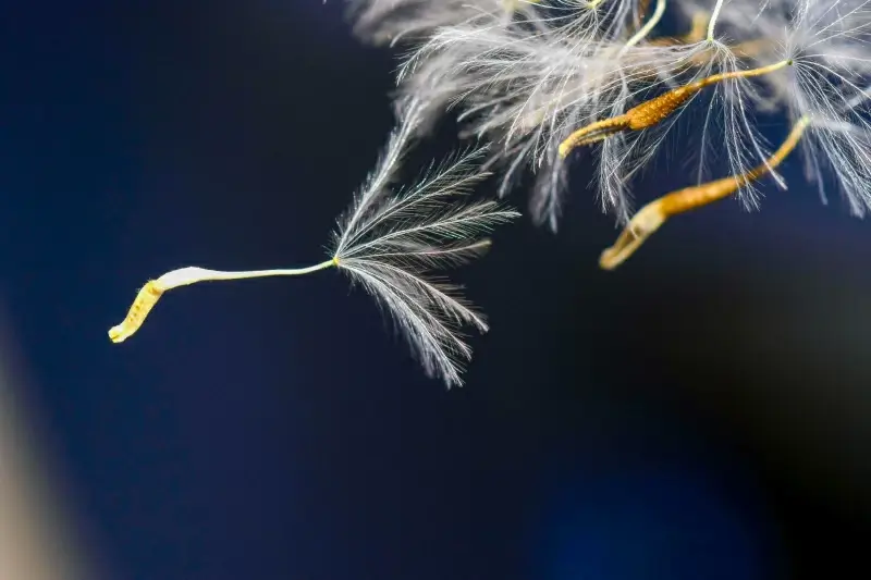 nature scene picture dynamic flying dandelion pistils