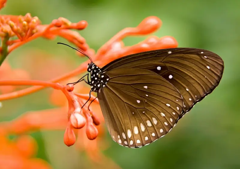 nature scene picture elegant closeup butterfly perching petals 