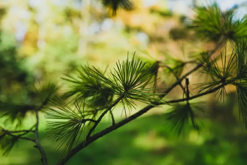 nature scenery picture elegant pine tree branch closeup 