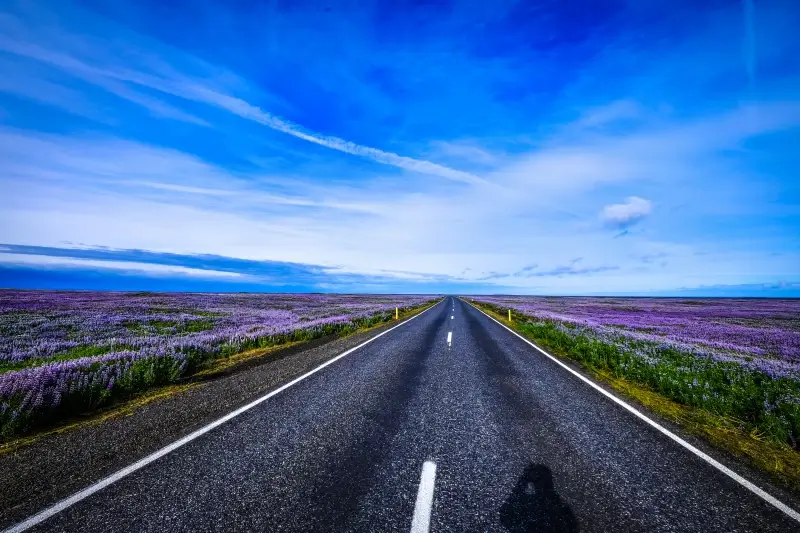 nature scenery picture empty road elegant lavender field