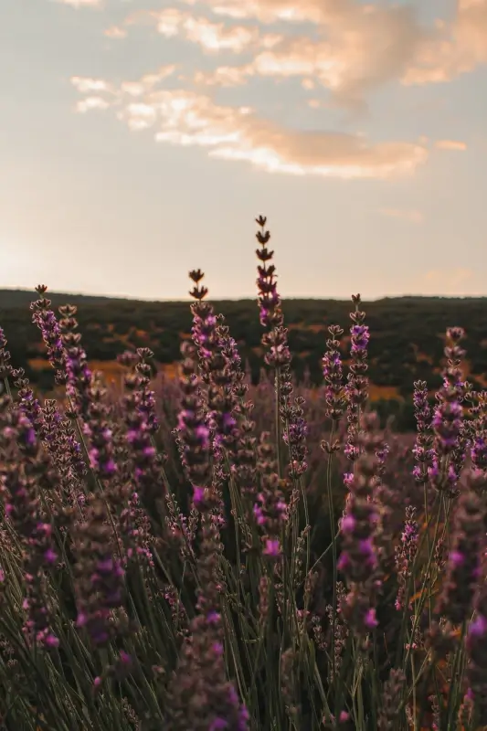 nature scenery picture  twilight blooming lavender
