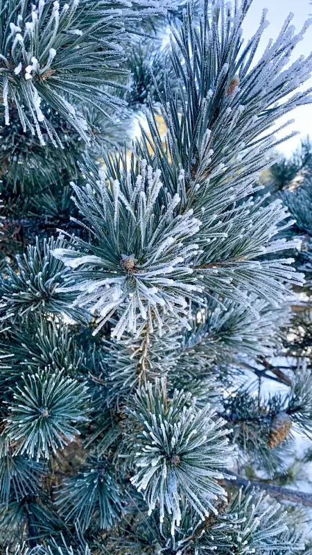 nature winter picture snowy tree closeup 