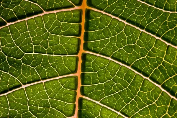 natures roadmap