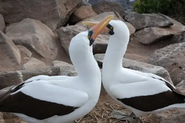 nazca boobie bird mating ritual