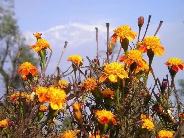 nepal flowers gel