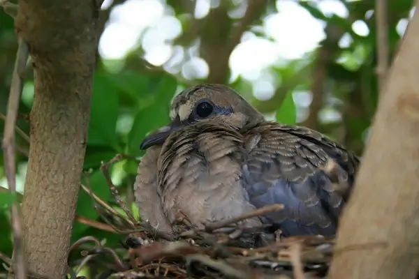 nest birds nature