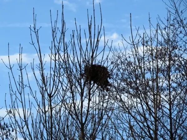 nest bird's nest nesting place