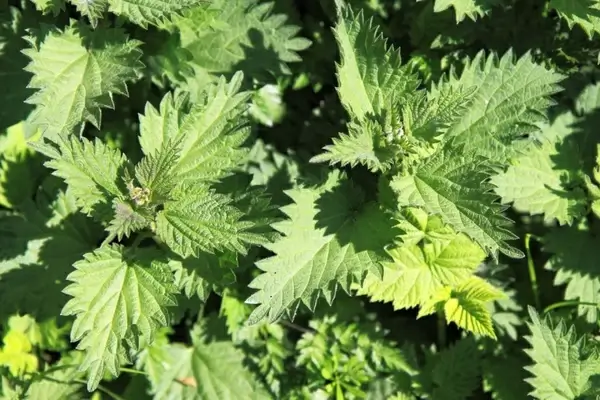 nettle