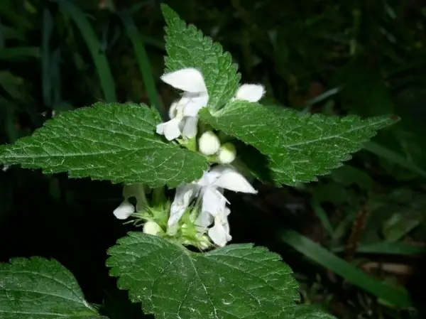 nettle flower